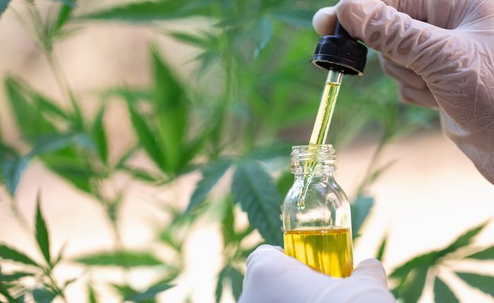 CBD Producers for Your Next Product
