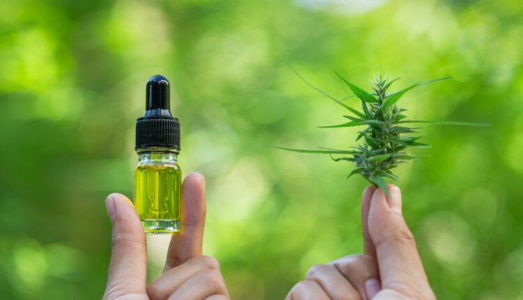 A bottle of CBD hemp oil and cannabis leaves in the hands of researchers. Cannabis Tree Background. Medical concept Researching hemp leaves and hemp oil Using oil as a treatment herb.